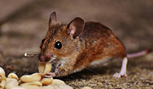 24 Hour & Emergency Exterminators in Limeport, PA